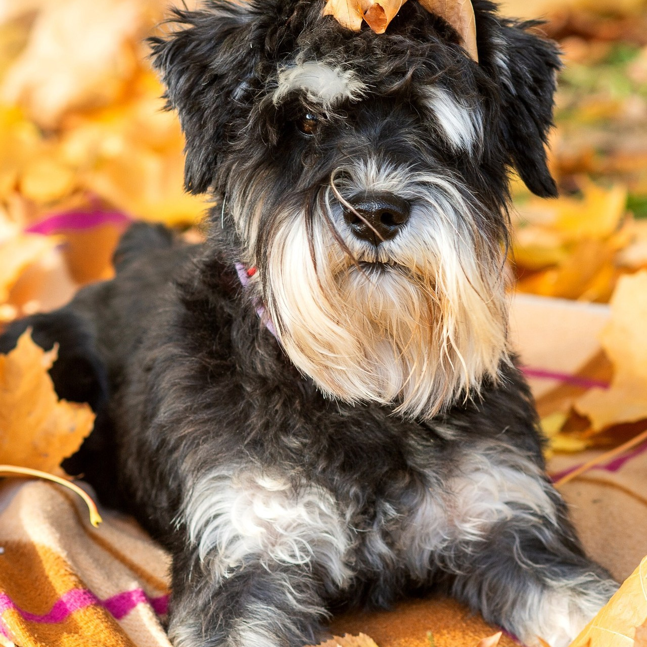 Отзывы. Свадебный и семейный фотограф в Минске Александра Божок