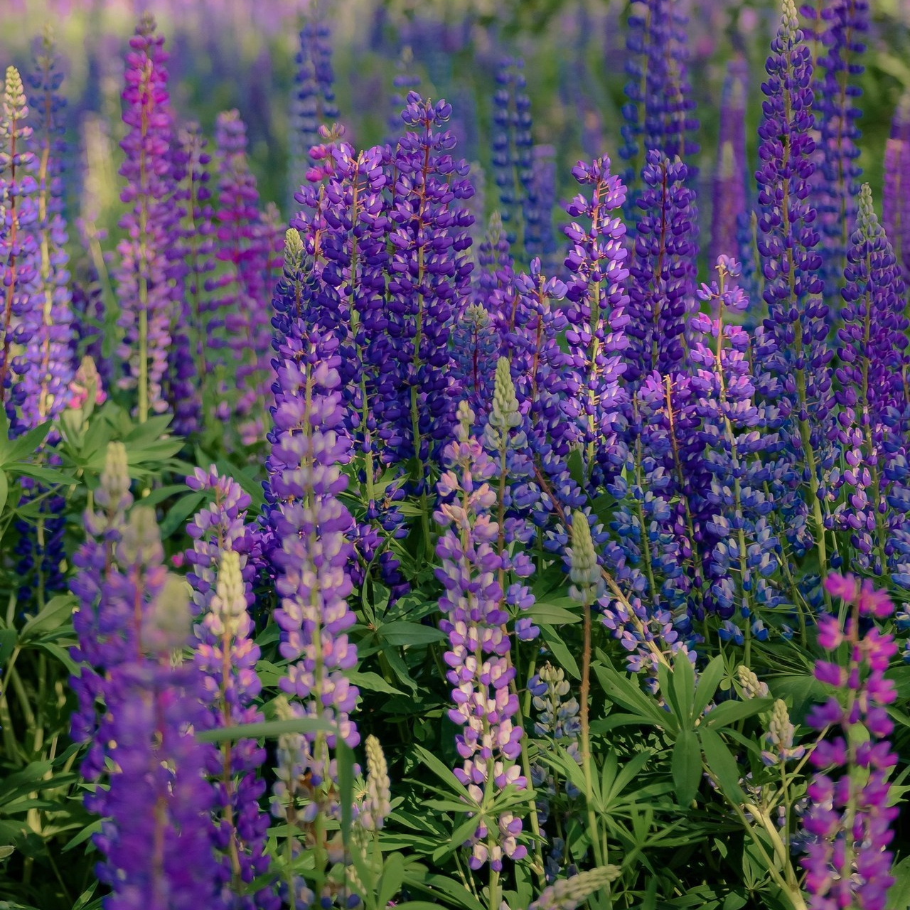 Отзывы. Семейный фотограф в Рязани Мария Ермакова