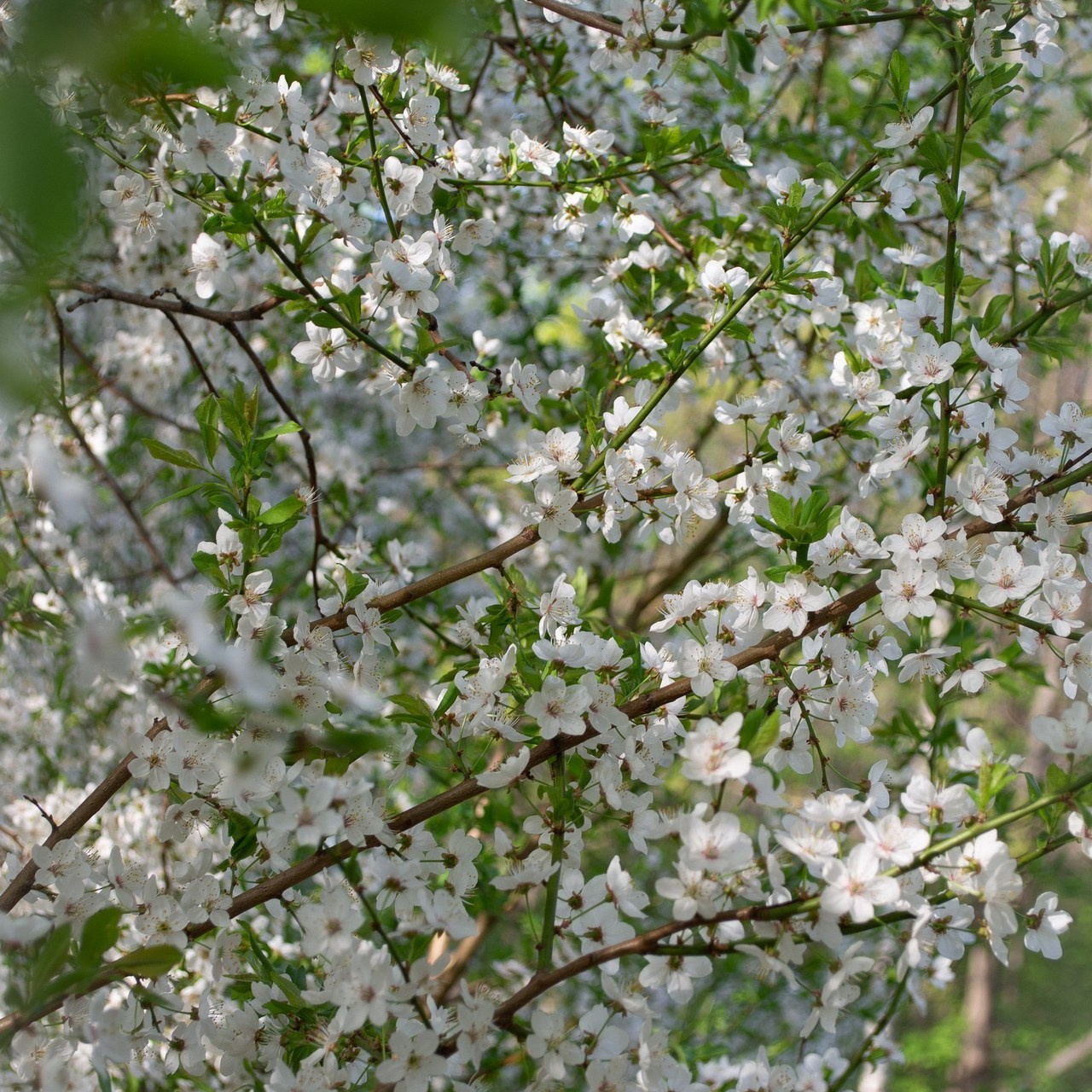 Отзывы. Victoria Radjevna Репортажный Фотограф — Видеограф Москва • Санкт-Петербург