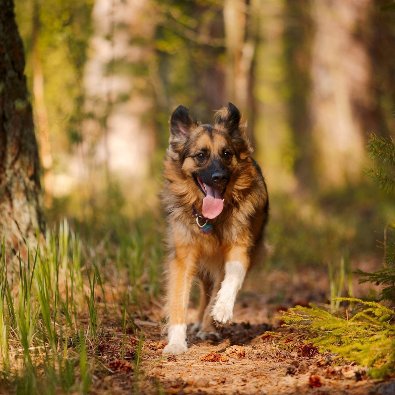 Отзывы. Фотограф-анималист Наталия Чистюхина в г. Сосновый Бор и ЛО