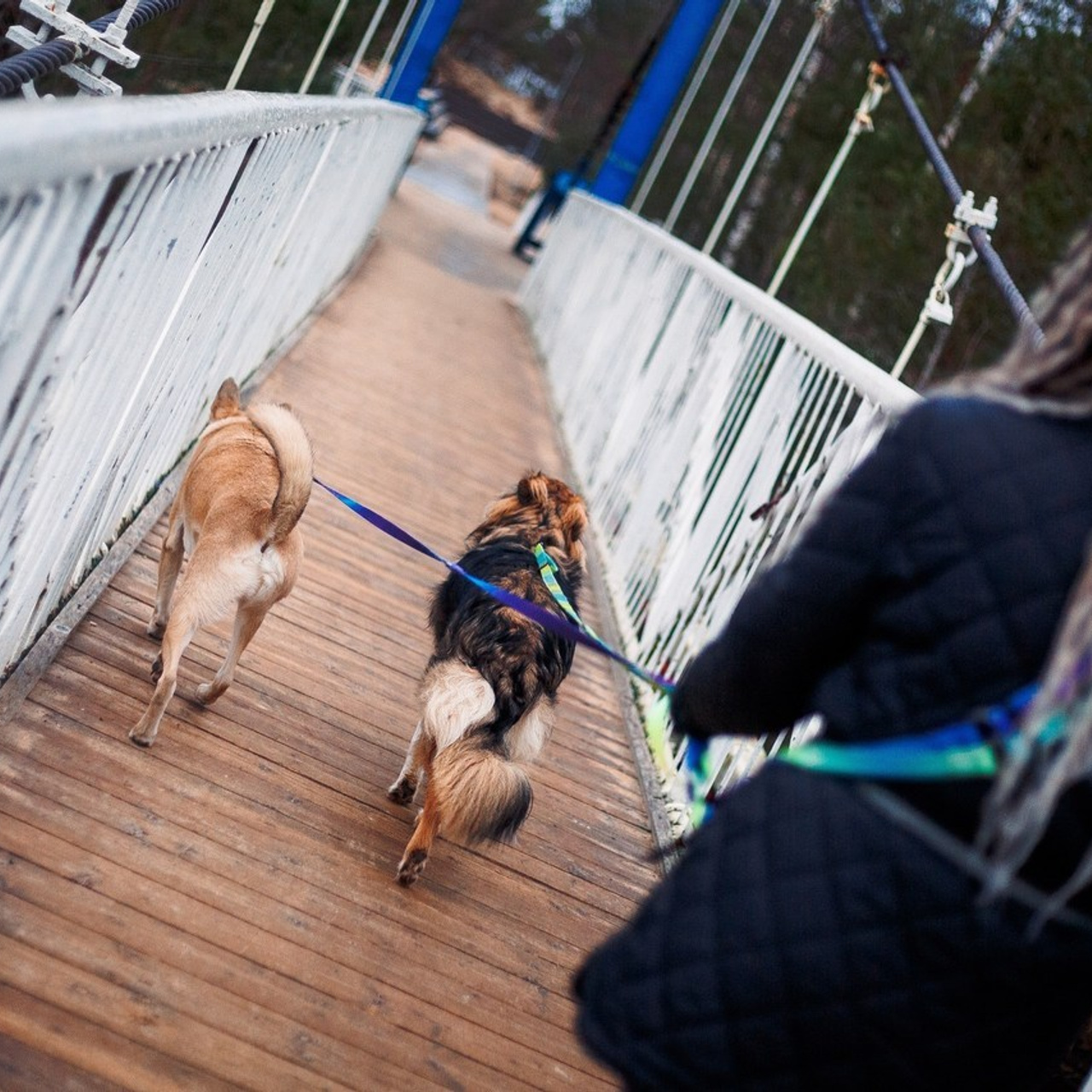 Отзывы. Фотограф-анималист Наталия Чистюхина в г. Сосновый Бор и ЛО