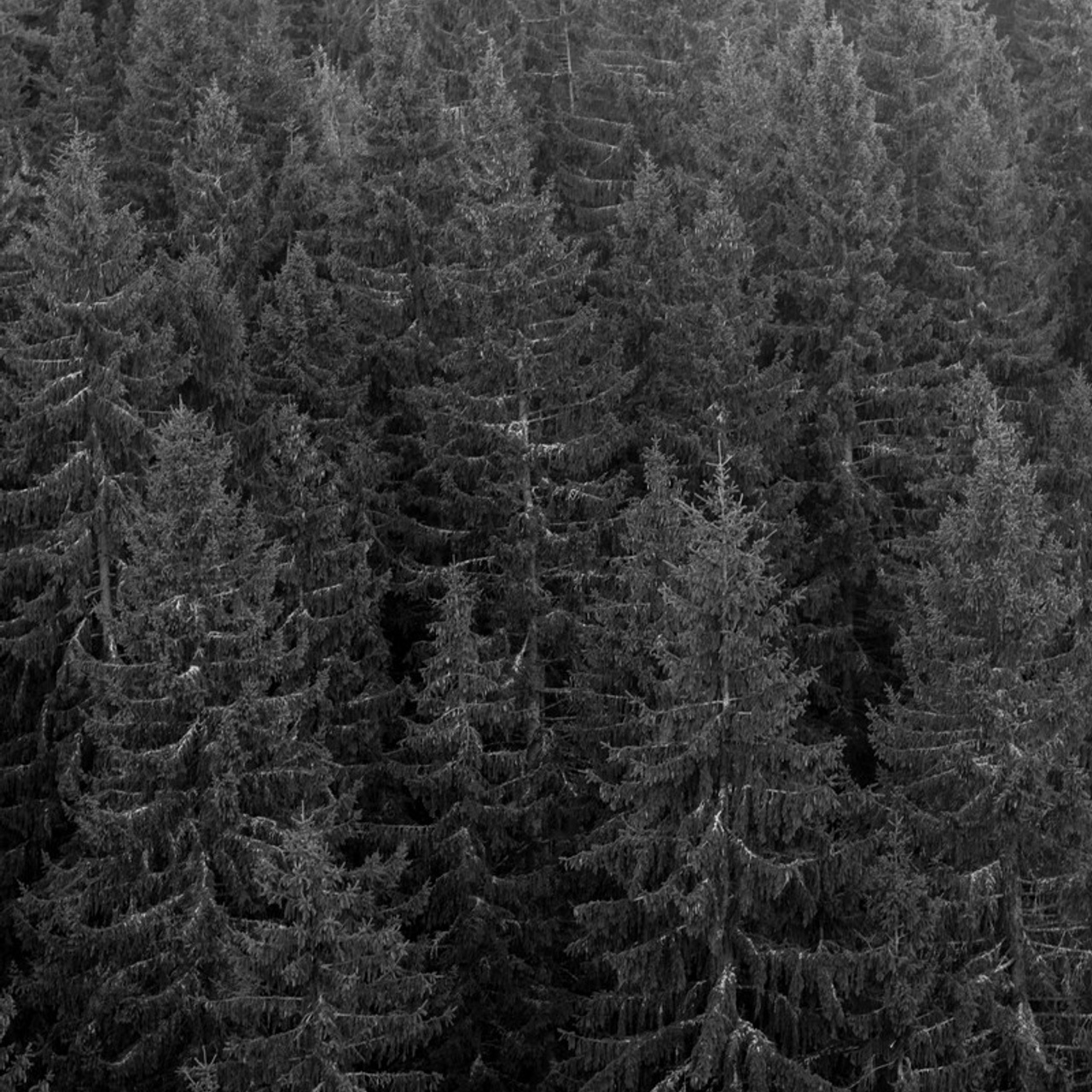 How Sasha Litvinov buried the gun — Book