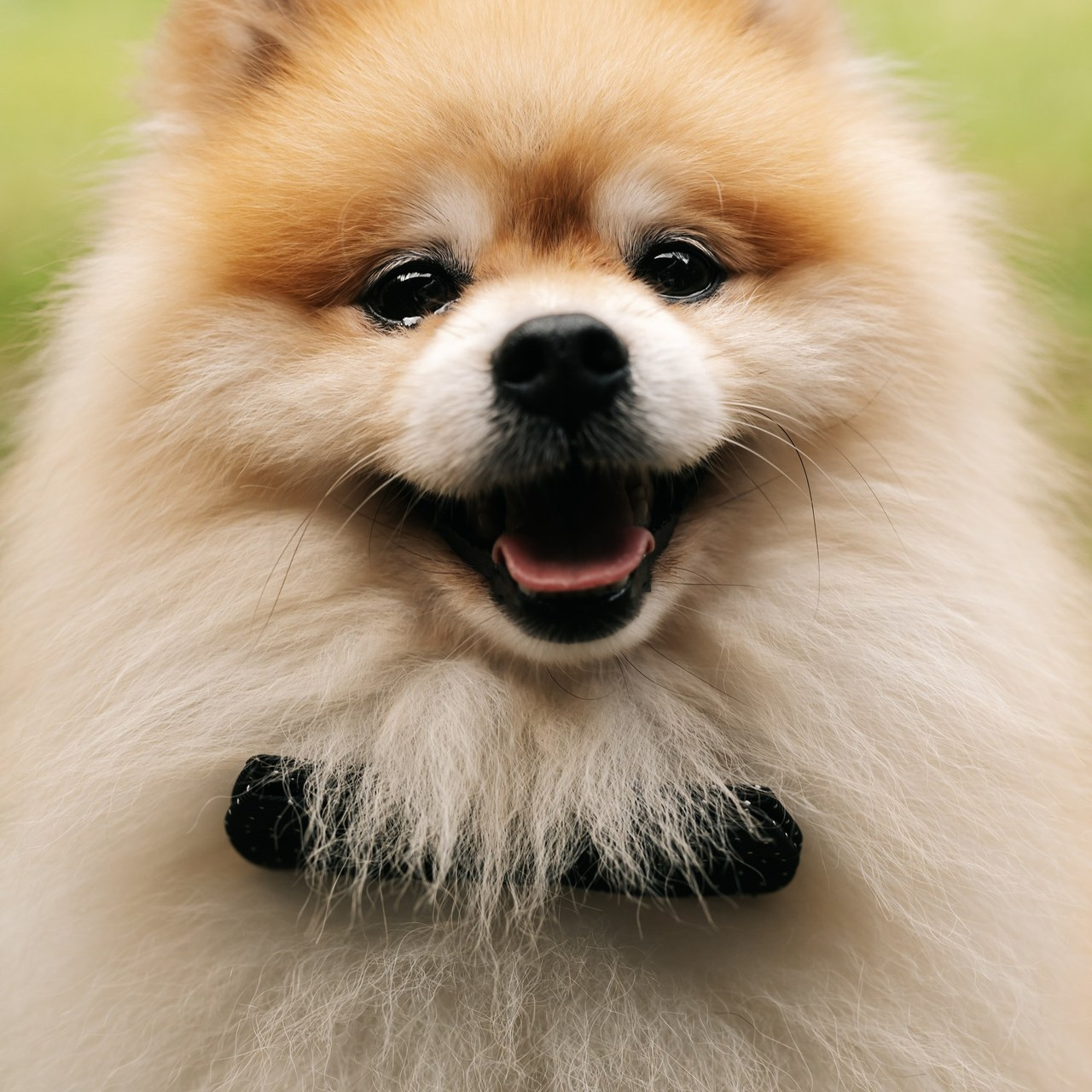 Отзывы. Свадебный фотограф Москва Мотеюнайте Виктория