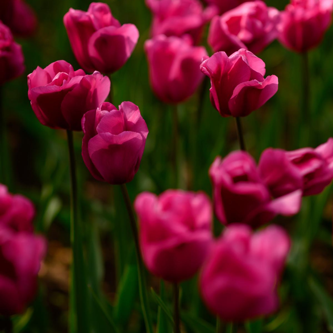 Цветущий Крым 2023. Фототуры, обучение, фотограф Анастасия Забелина в Крыму и Севастополе