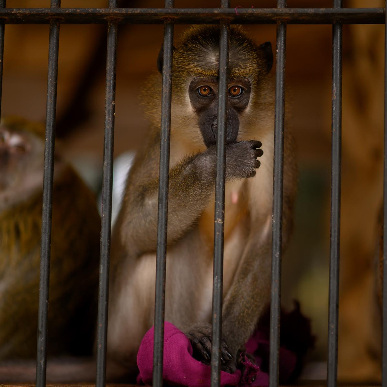 Цветущий Крым 2023. Фототуры, обучение, фотограф Анастасия Забелина в Крыму и Севастополе