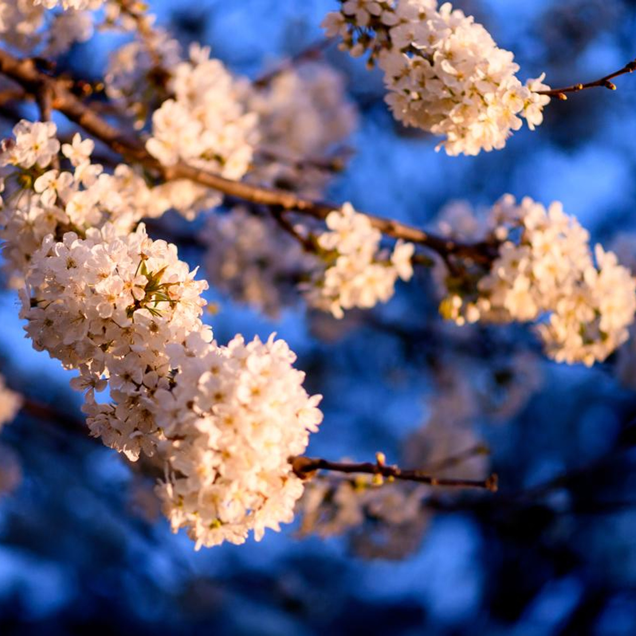 Цветущий Крым 2023. Фототуры, обучение, фотограф Анастасия Забелина в Крыму и Севастополе