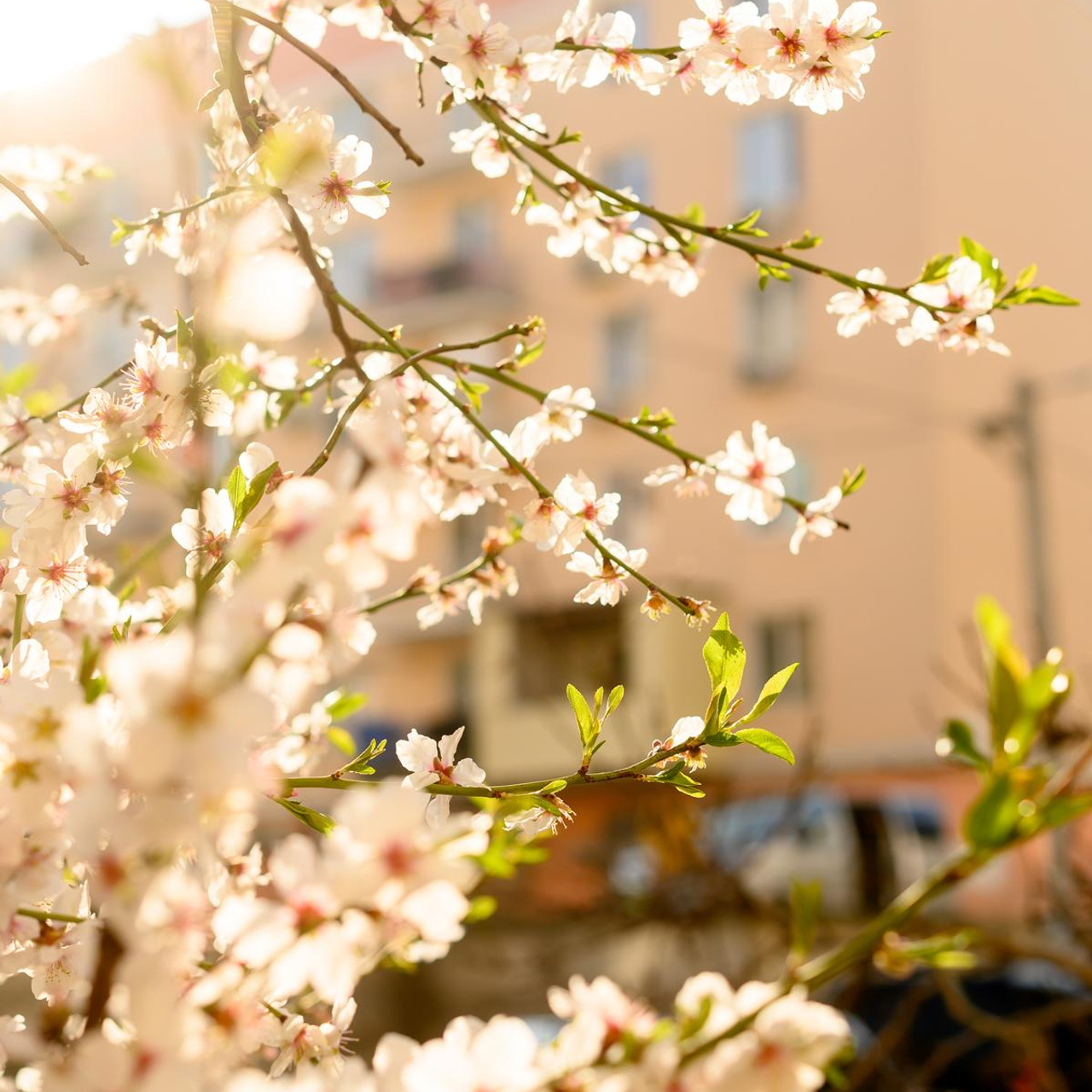 Цветущий Крым 2023. Фототуры, обучение, фотограф Анастасия Забелина в Крыму и Севастополе