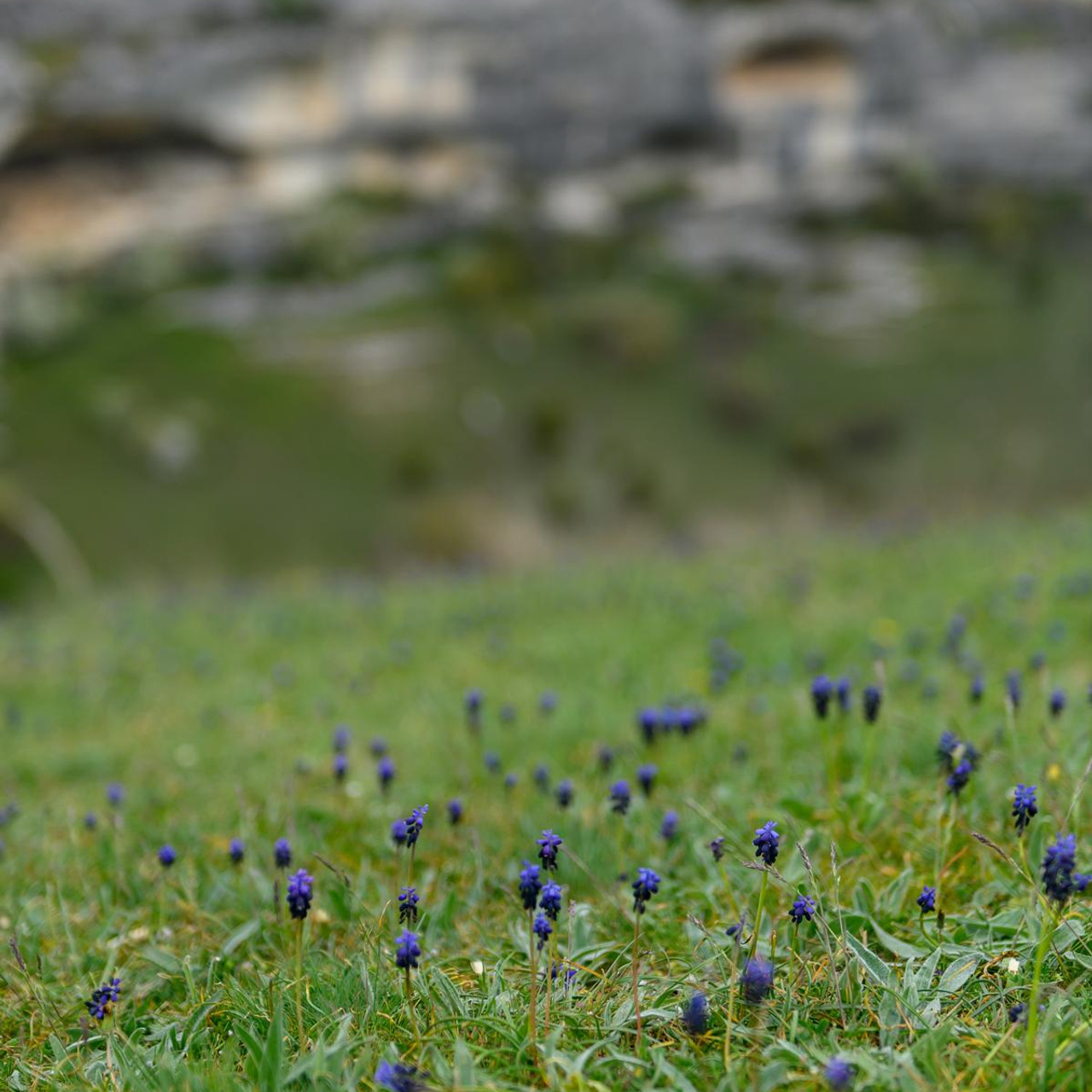 Цветущий Крым 2023. Фототуры, обучение, фотограф Анастасия Забелина в Крыму и Севастополе