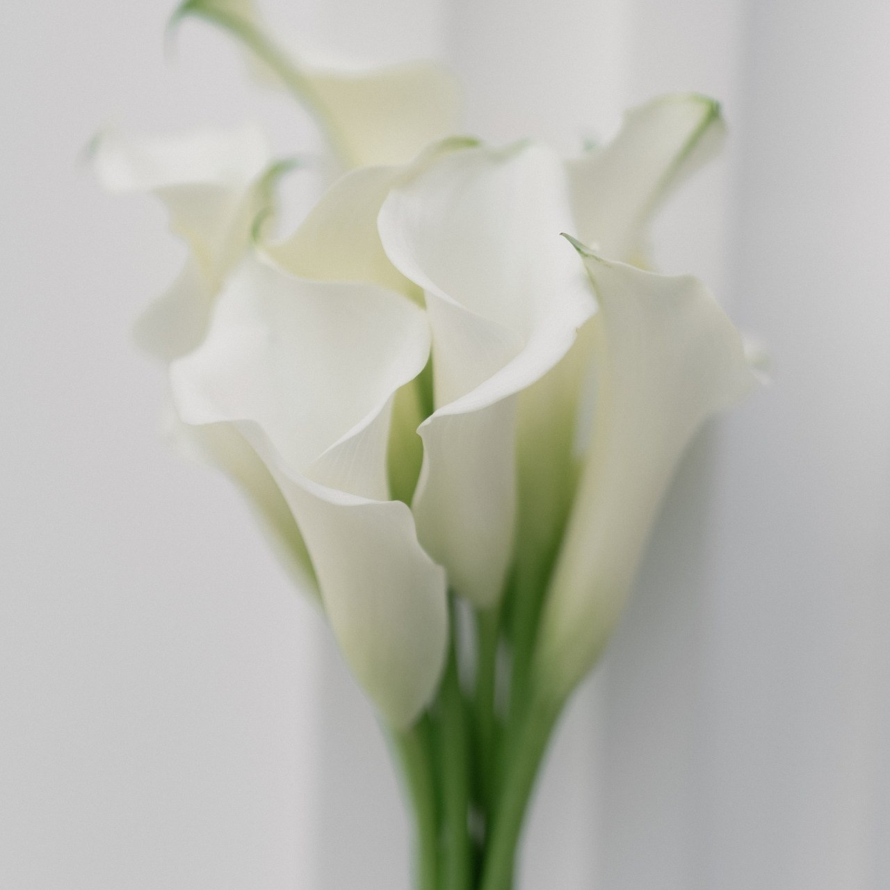 Отзывы. Свадебный фотограф в Минске и Санкт-Петербурге Вероника Аксенова