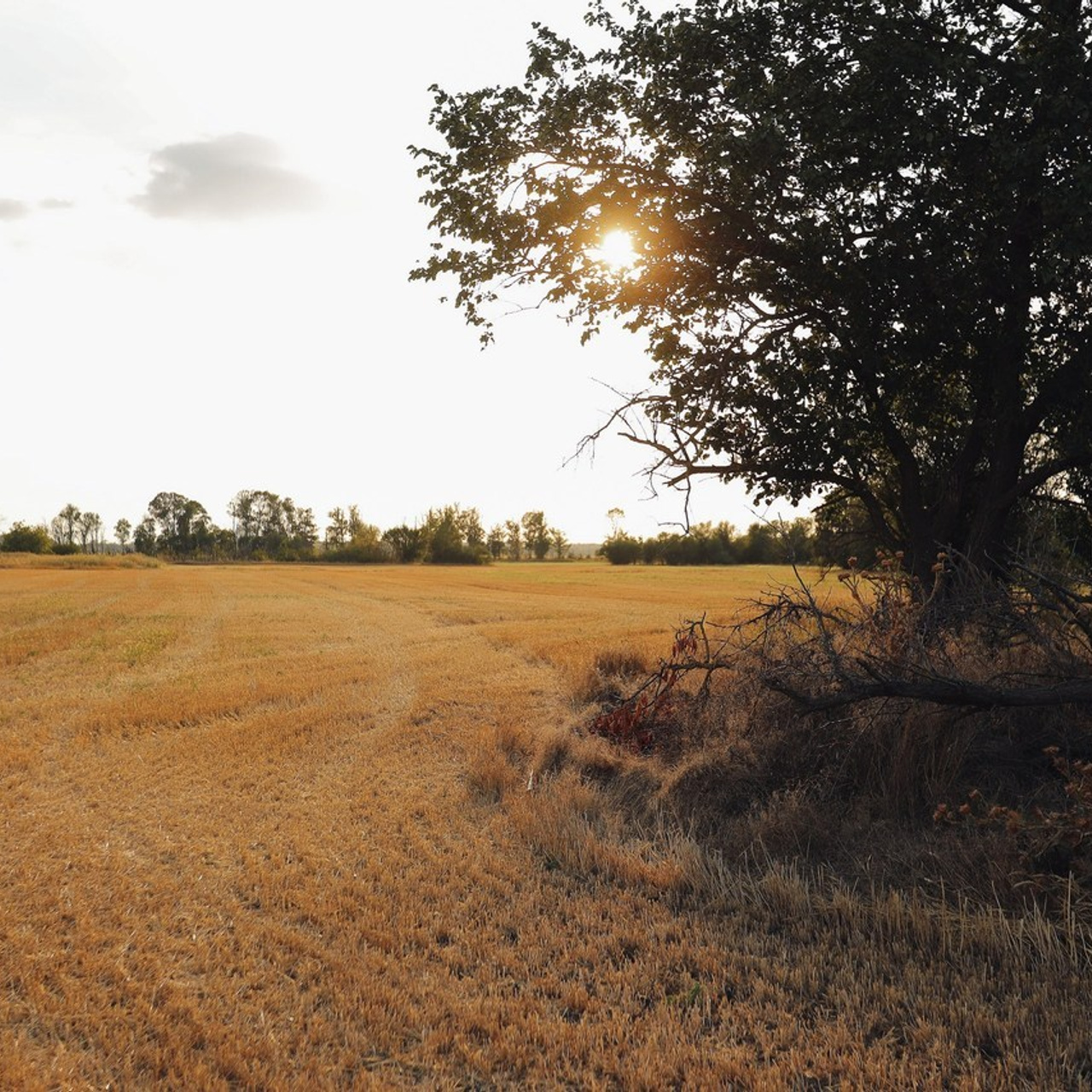 Отзывы. Алексеева Татьяна свадебный фотограф Краснодар, Краснодарский край