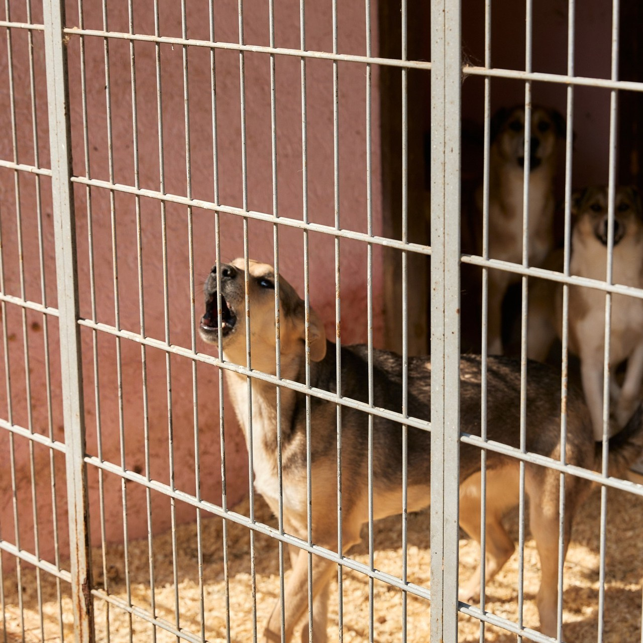 Отзывы. Свадебный и семейный фотограф