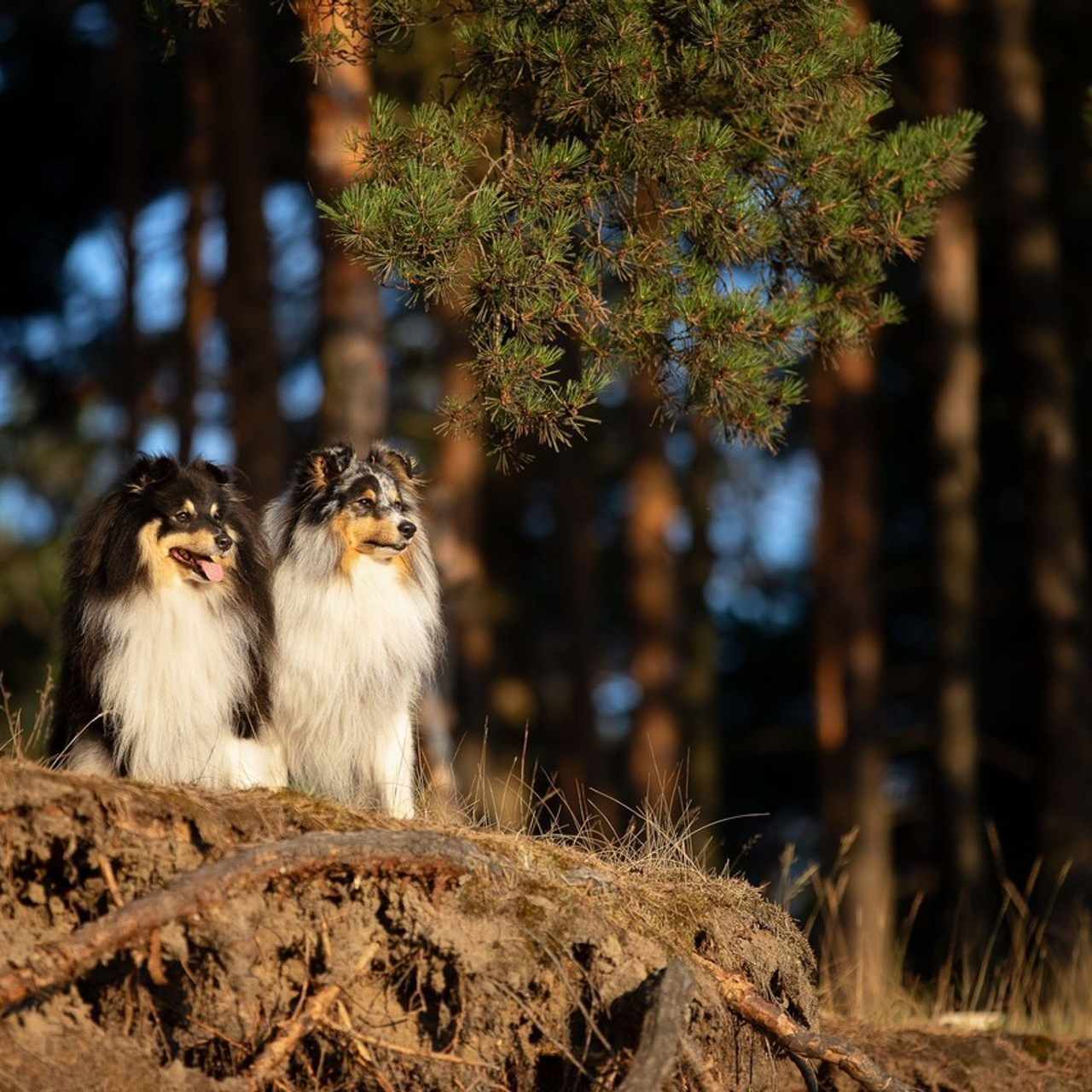 Отзывы о фотографе-анималисте Фроловой Татьяне. Фотограф-анималист в Москве и Московской области Татьяна Фролова