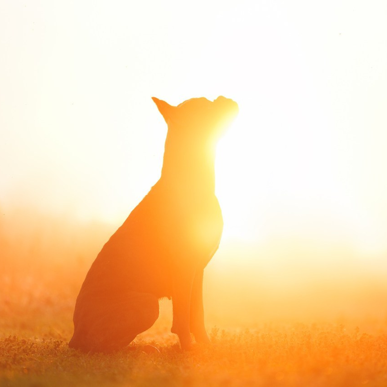 Отзывы о фотографе-анималисте Фроловой Татьяне. Фотограф-анималист в Москве и Московской области Татьяна Фролова