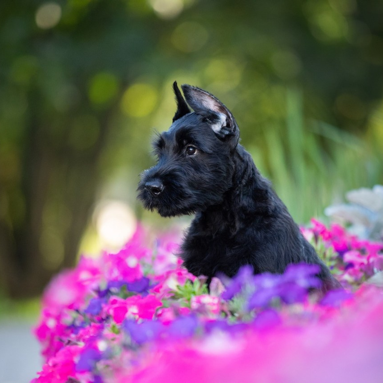 Отзывы о фотографе-анималисте Фроловой Татьяне. Фотограф-анималист в Москве и Московской области Татьяна Фролова