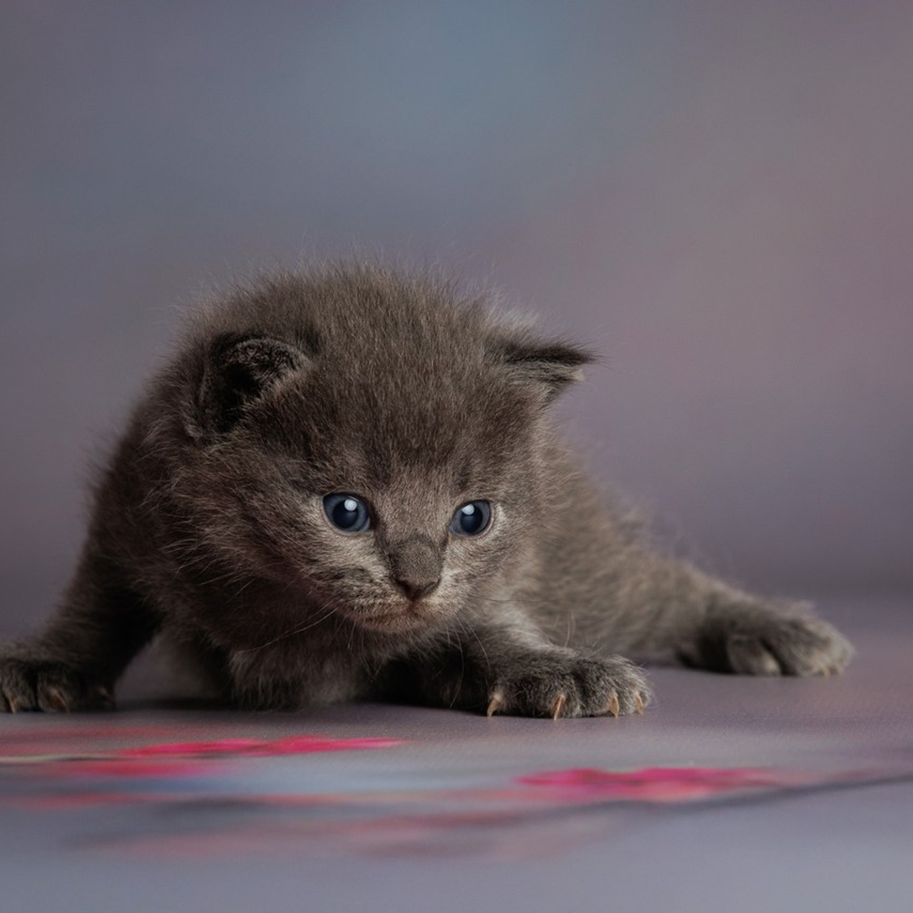 Отзывы о фотографе-анималисте Фроловой Татьяне. Фотограф-анималист в Москве и Московской области Татьяна Фролова