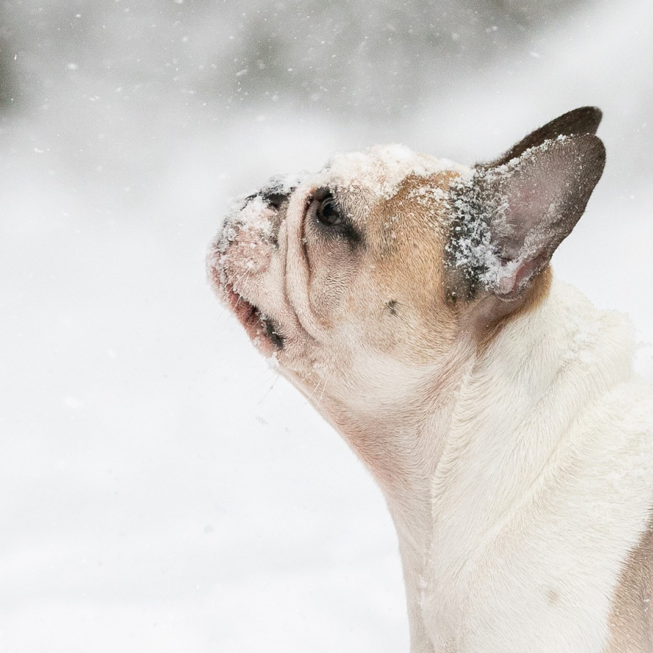 Зимняя прогулка