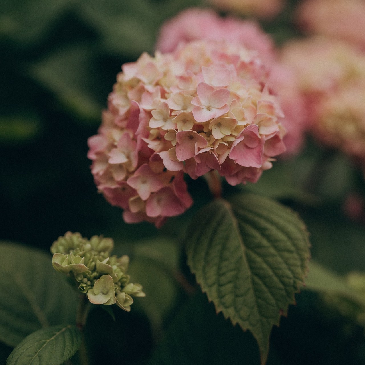 Отзывы. Детский и семейный фотограф — Калининград — Юля Насифуллина