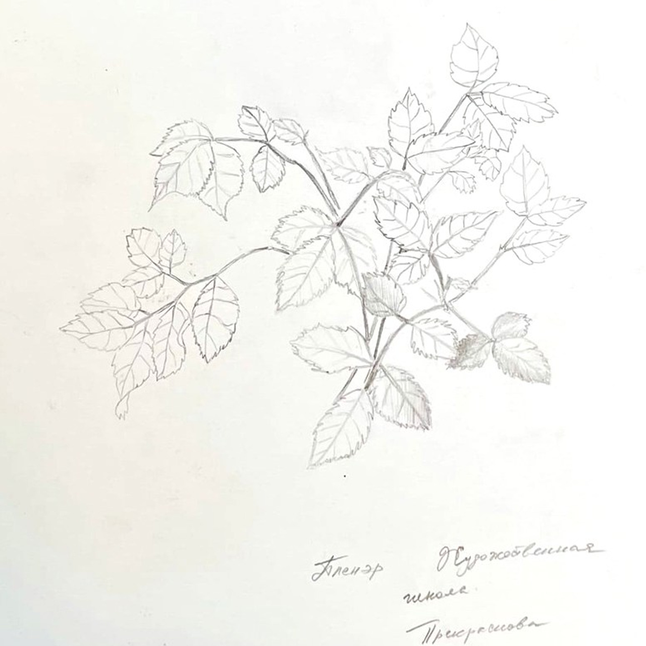 Наброски. Синий махаон