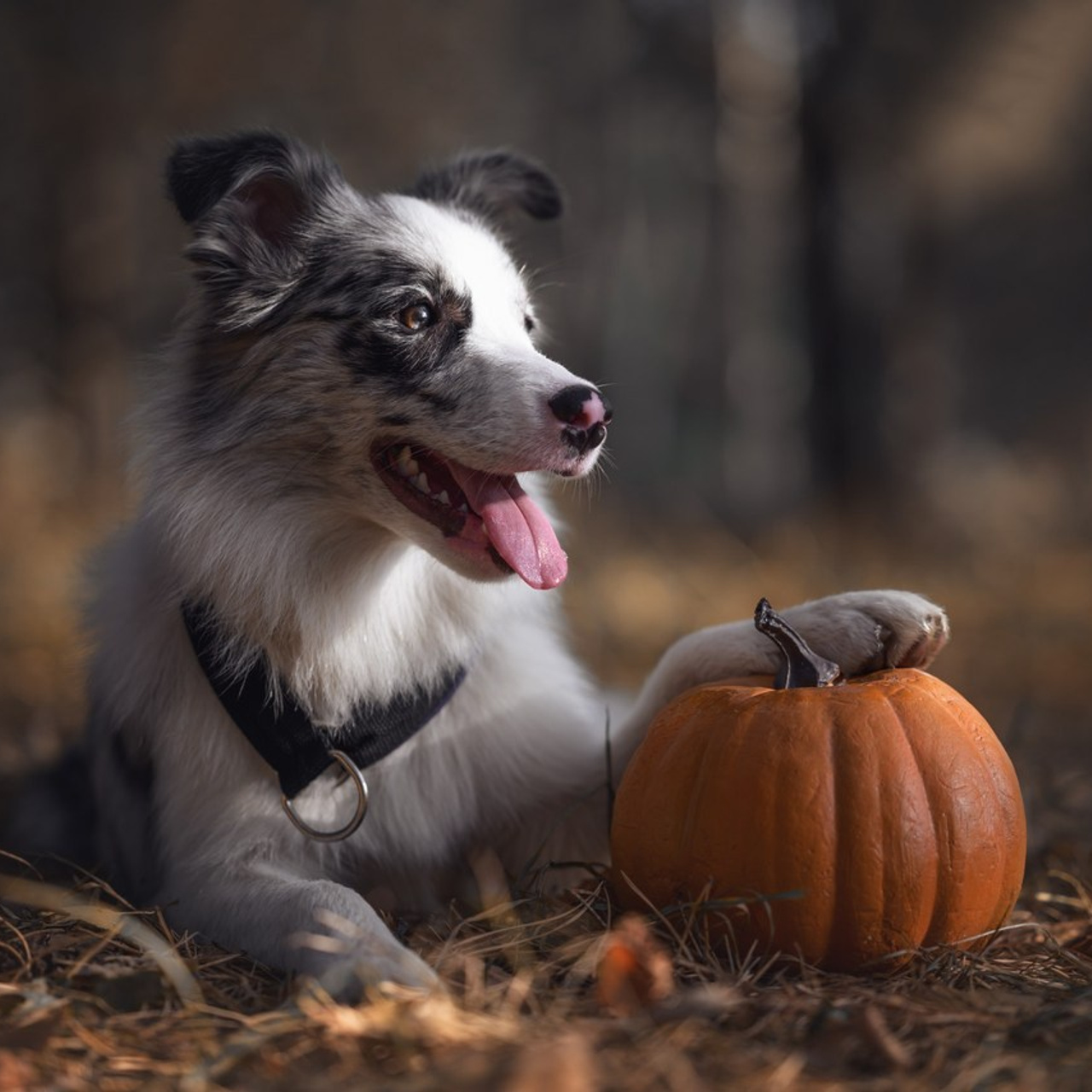 Отзывы. Фотограф Анималист в Москве Анастасия Жучкова