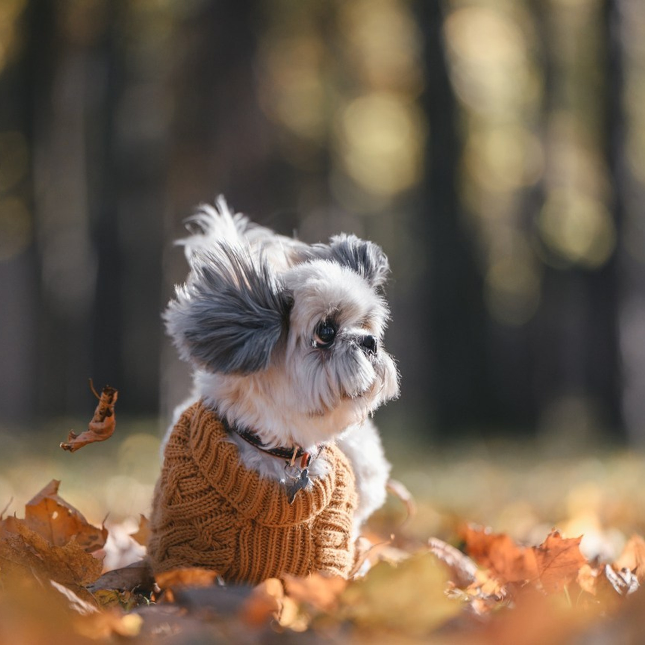 Отзывы. Фотограф Анималист в Москве Анастасия Жучкова