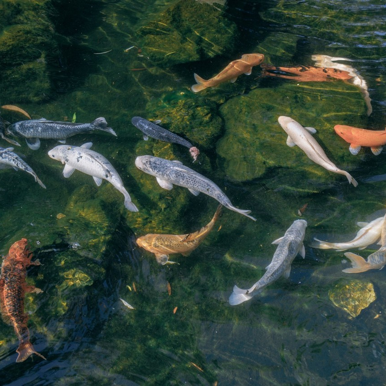 Feedback on wedding and family photographer Fedor Lemeshko. Fedor Lemeshko — Destination Wedding and Family Lifestyle photographer