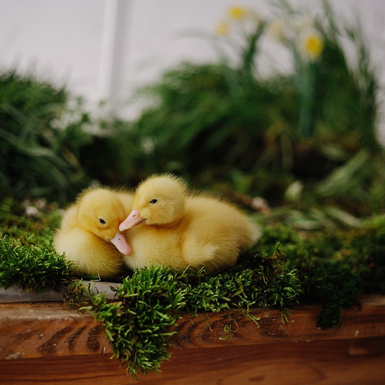 УТЯТА ПАСХА. Самые яркие съемки в туапсе с живыми утятами