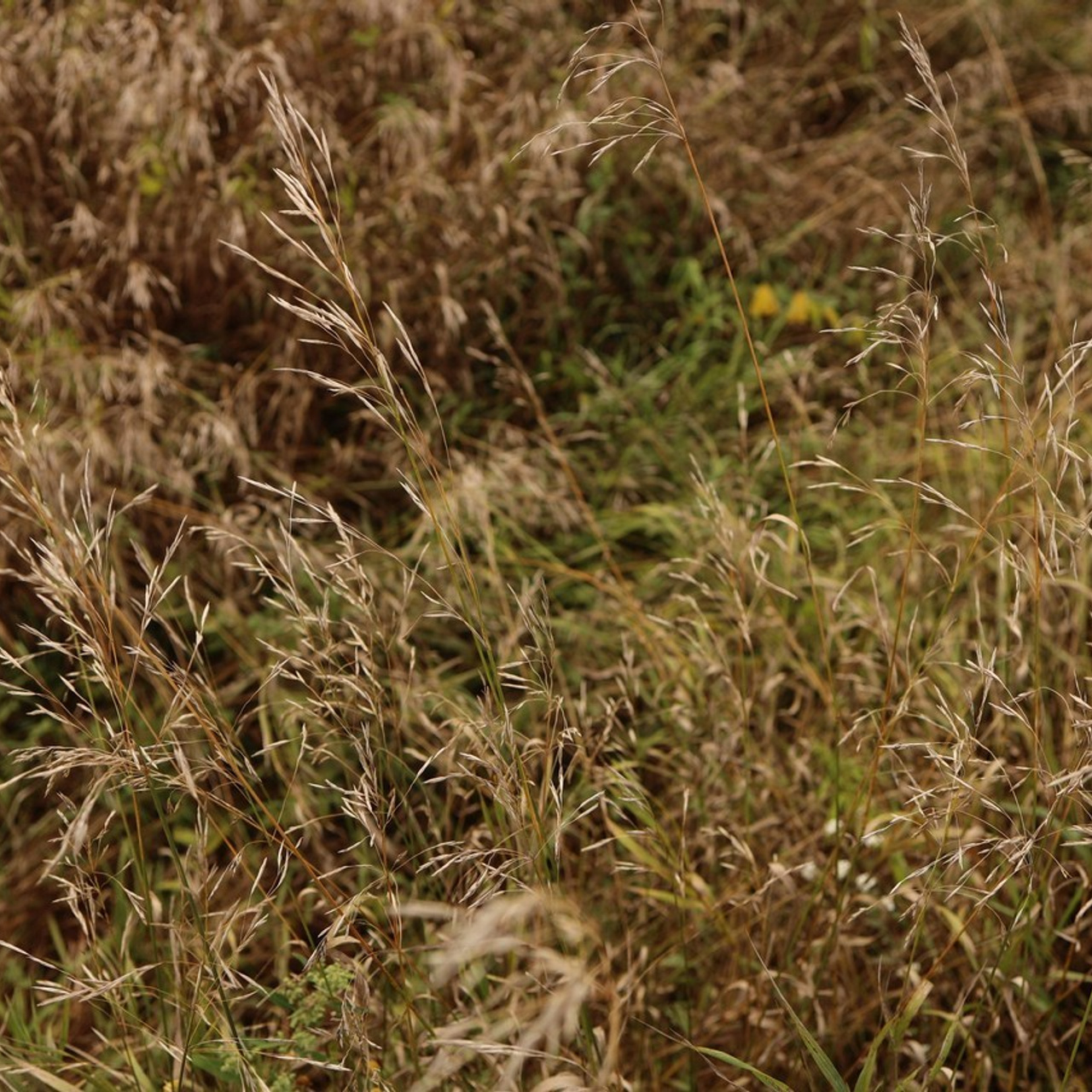 Отзывы. Алина Камалова