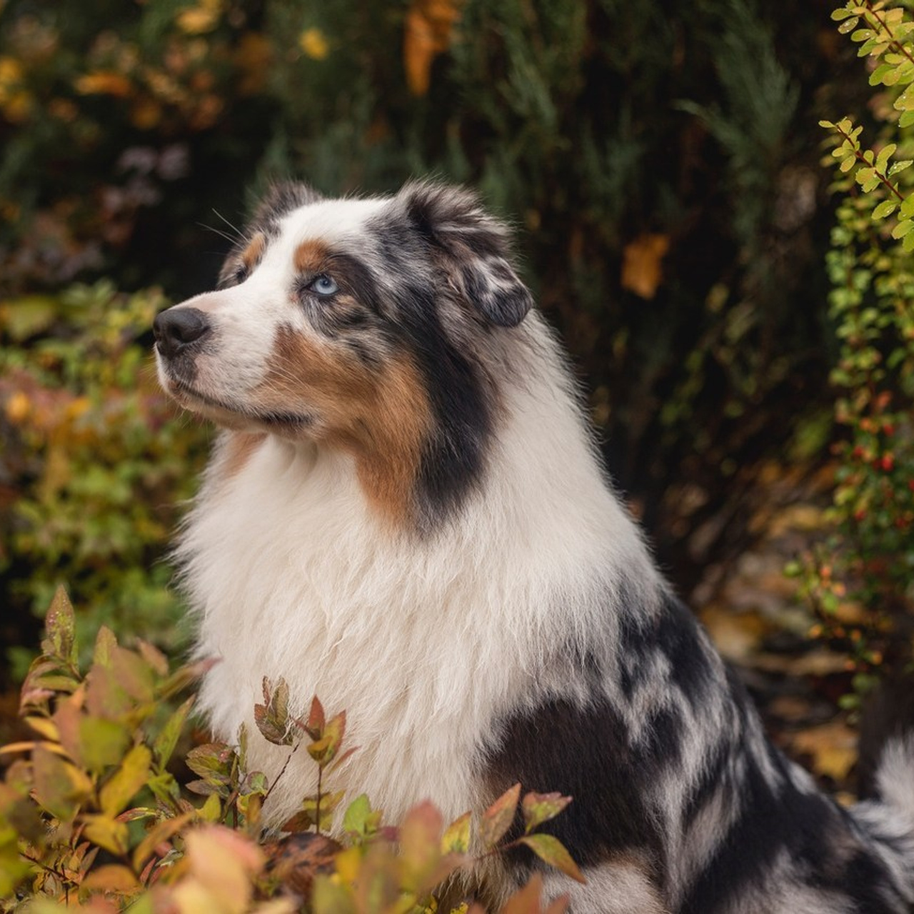 Отзывы. Фотограф-анималист Анна Леонтьева — Тула, Москва