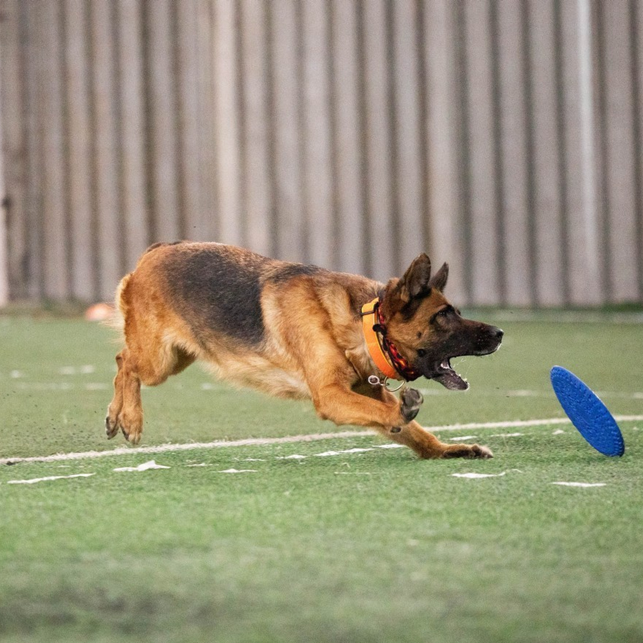 Отзывы. Фотограф-анималист в Екатеринбурге Марина Шишкина