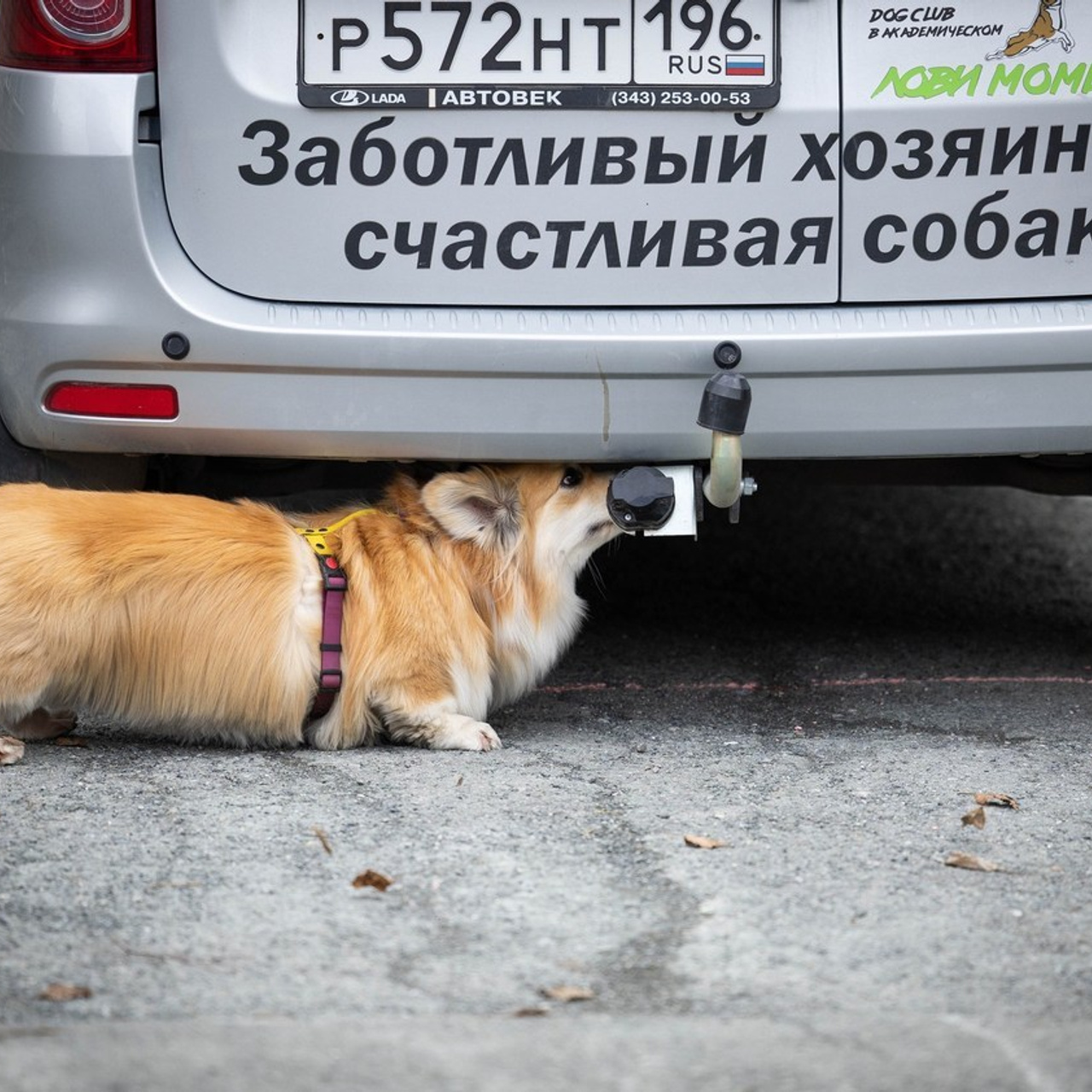 Отзывы. Фотограф-анималист в Екатеринбурге Марина Шишкина