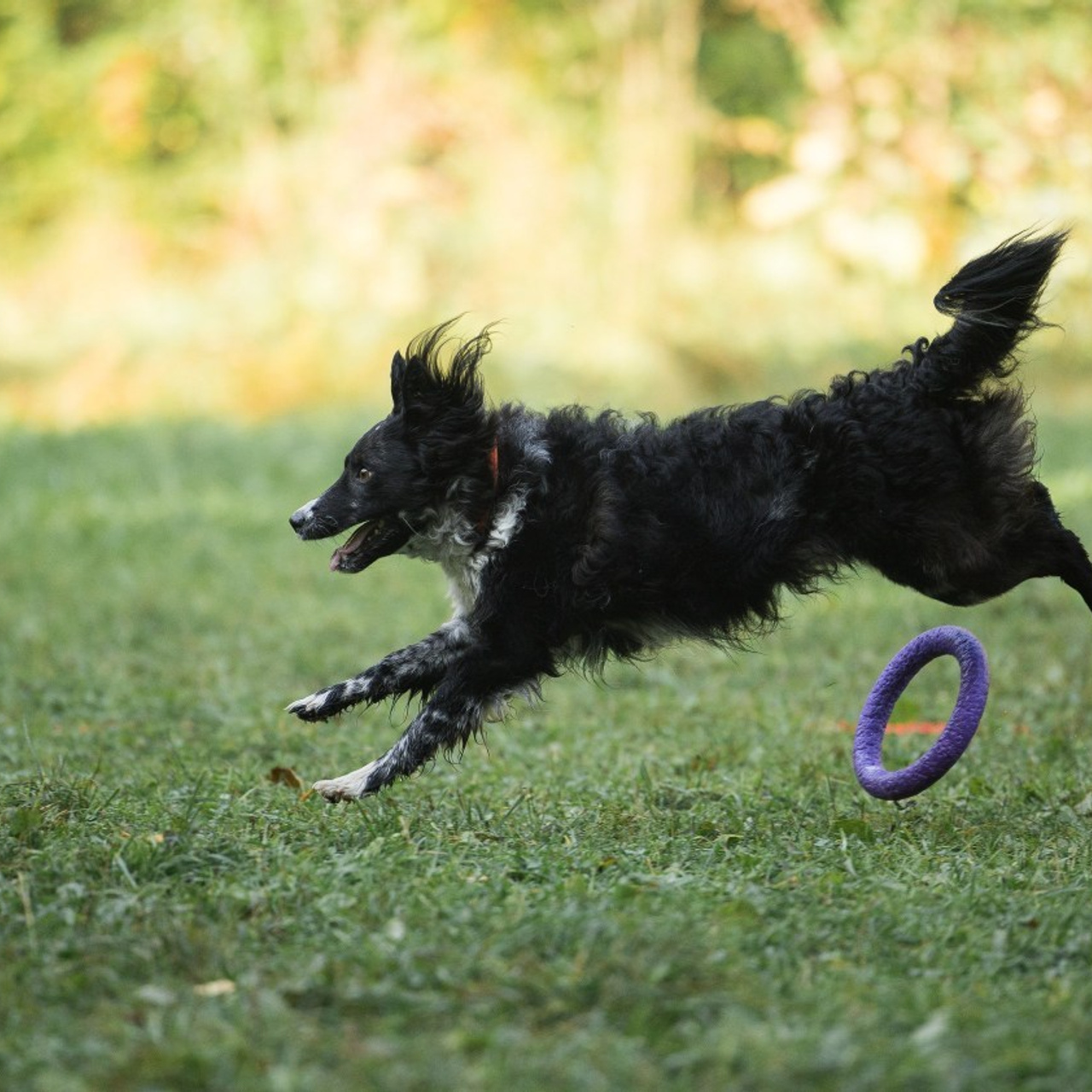 Отзывы. Фотограф-анималист в Екатеринбурге Марина Шишкина