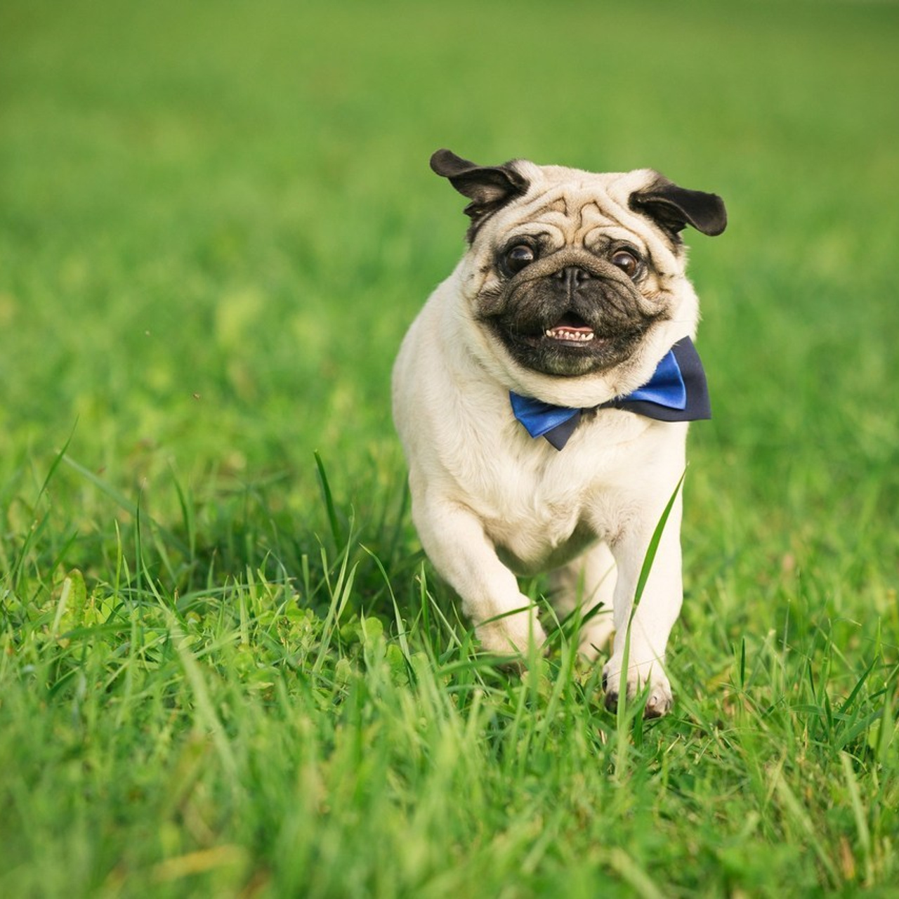 Отзывы. Фотограф-анималист в Екатеринбурге Марина Шишкина