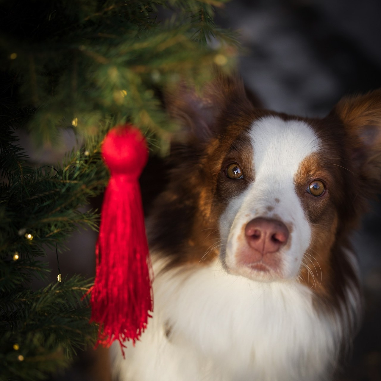 Отзывы. Фотограф-анималист в Екатеринбурге Марина Шишкина