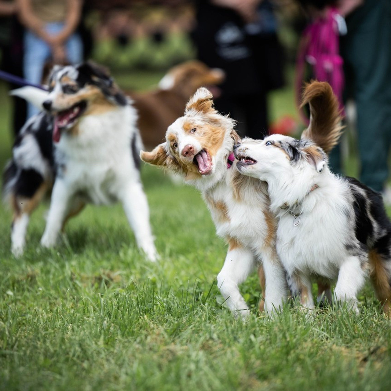Отзывы. Фотограф-анималист в Екатеринбурге Марина Шишкина