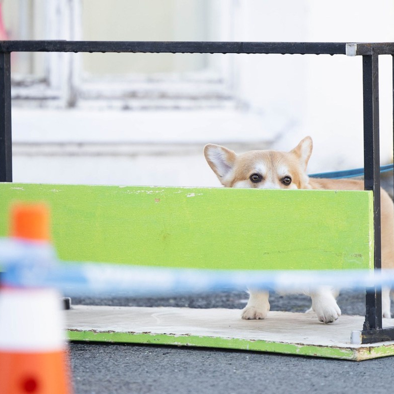 Отзывы. Фотограф-анималист в Екатеринбурге Марина Шишкина