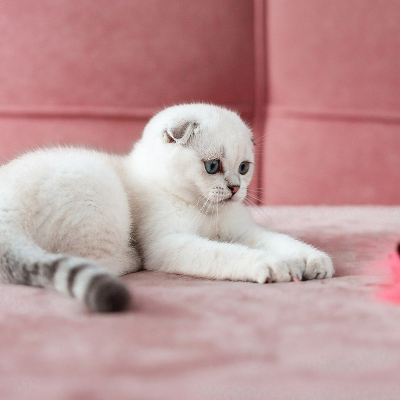 Отзывы. Фотограф-анималист Анастасия Парфенова|Екатеринбург