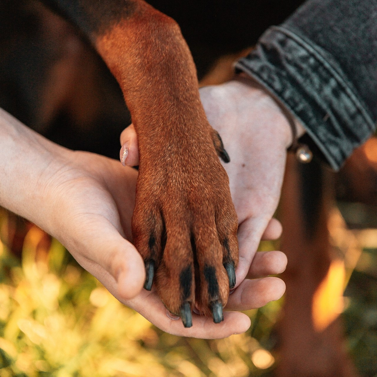 Отзывы. Фотограф-анималист Анастасия Парфенова|Екатеринбург