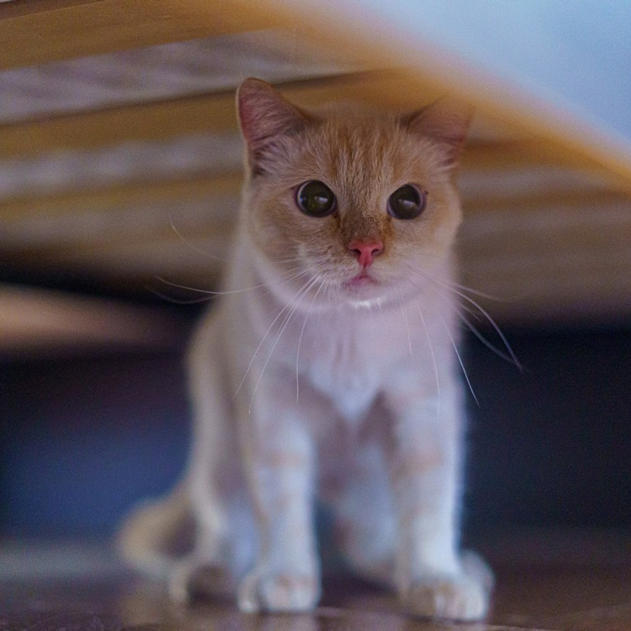 Отзывы на работу фотографа. Фотограф Челябинск · Ольга Серебрякова