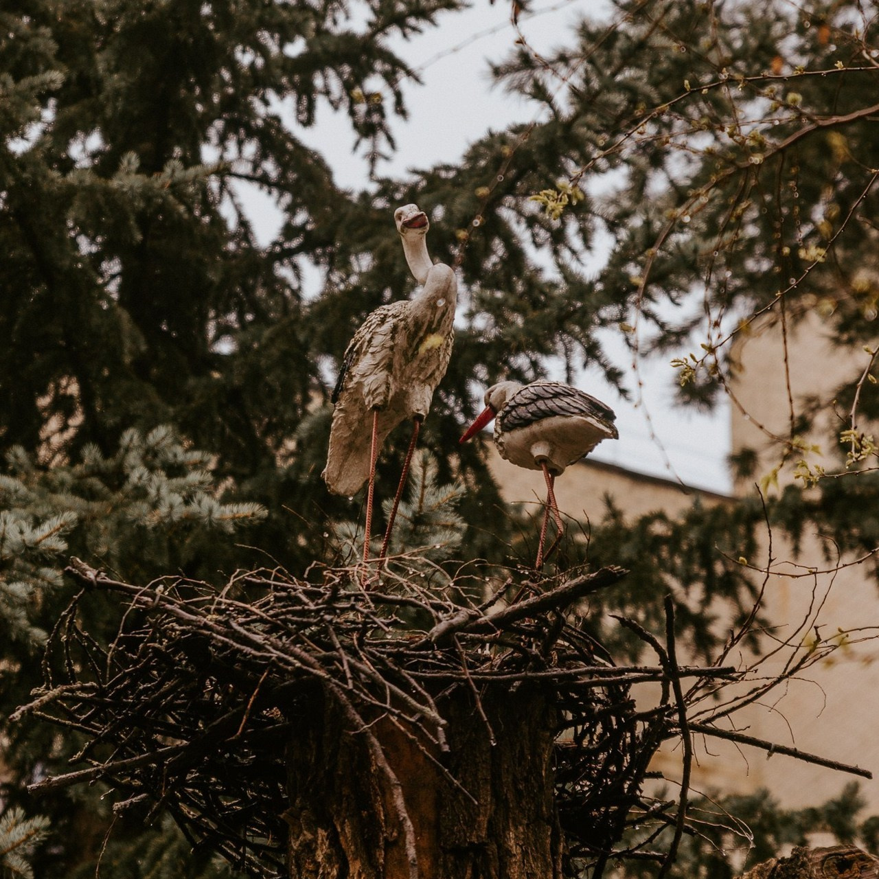 Отзывы. Свадебный и семейный фотограф Ставрополь Невинномысск Эмилия Юн