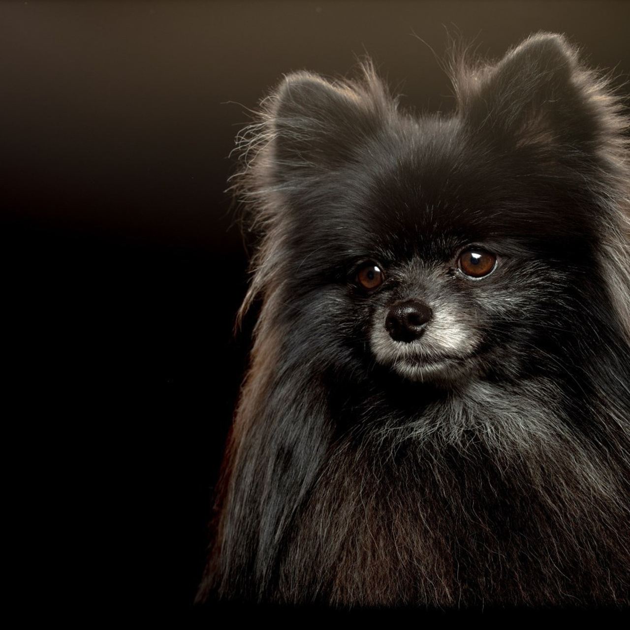 Отзывы. Фото & Видео студия XIMIYA