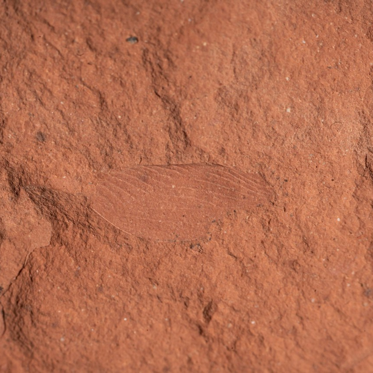 Отзывы. Фотограф Ахмедов Эльдар Чита