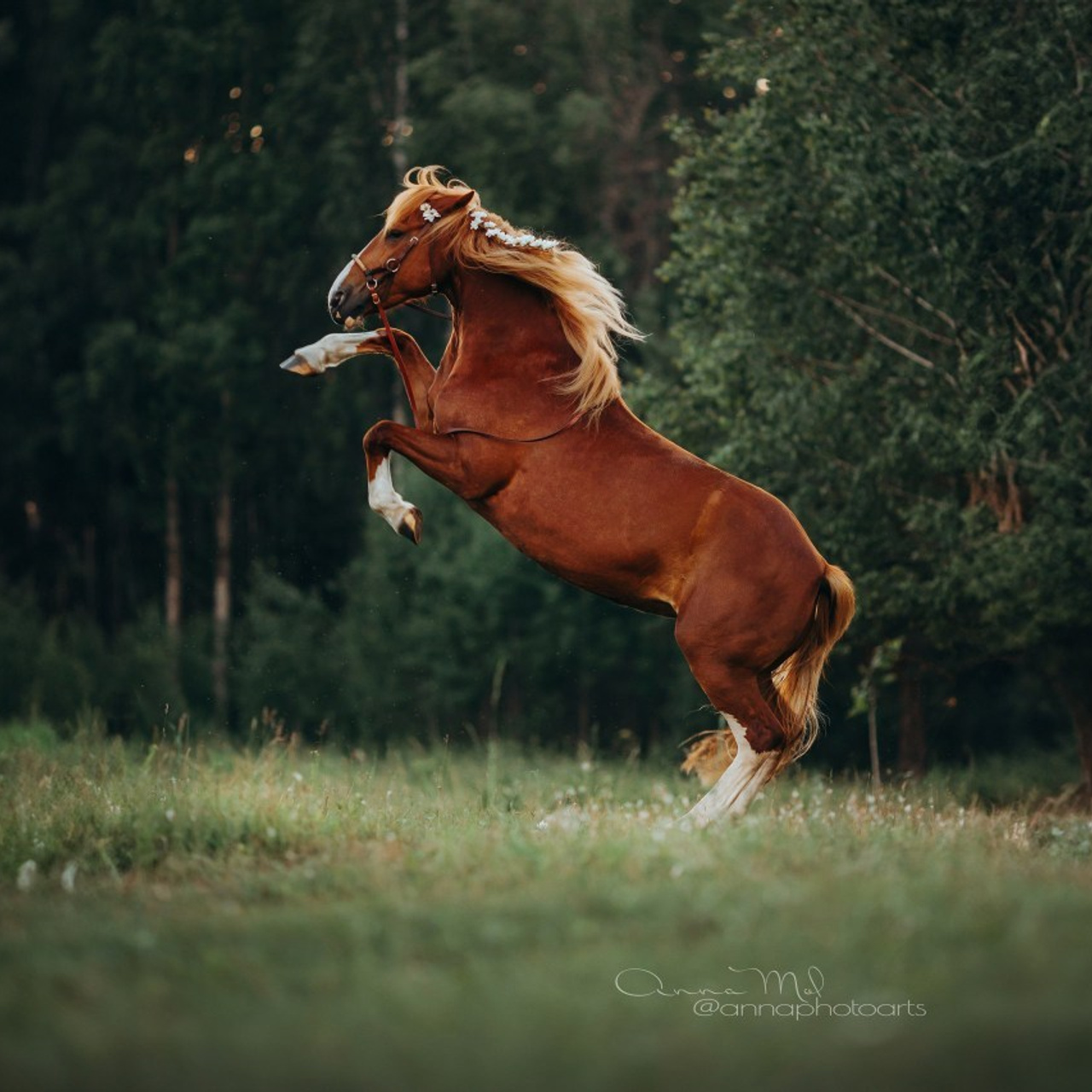 Отзывы. Анна Молчанова конный фотограф в Тюмени | фотосессии с лошадьми Тюмень