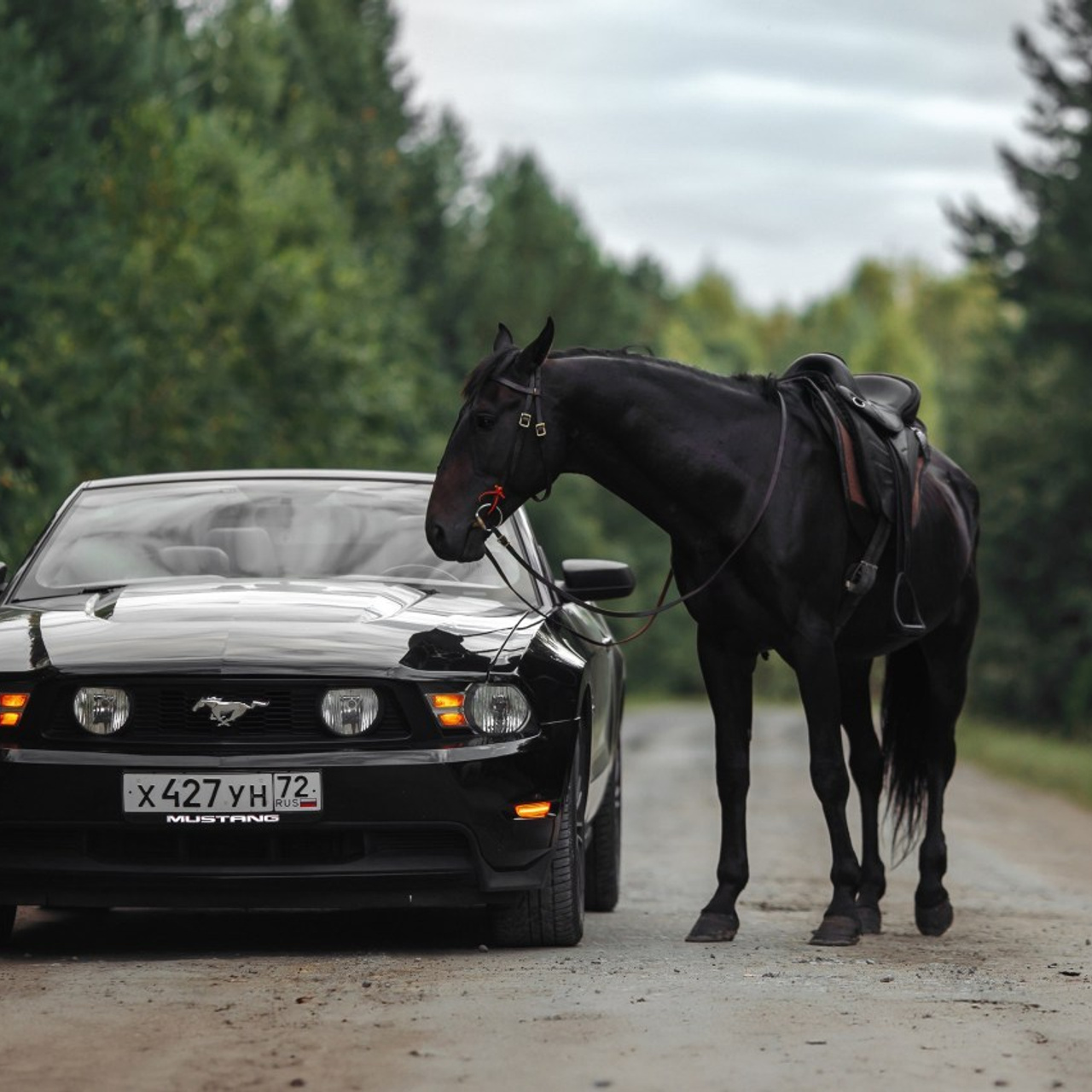 Отзывы. Анна Молчанова конный фотограф в Тюмени | фотосессии с лошадьми Тюмень