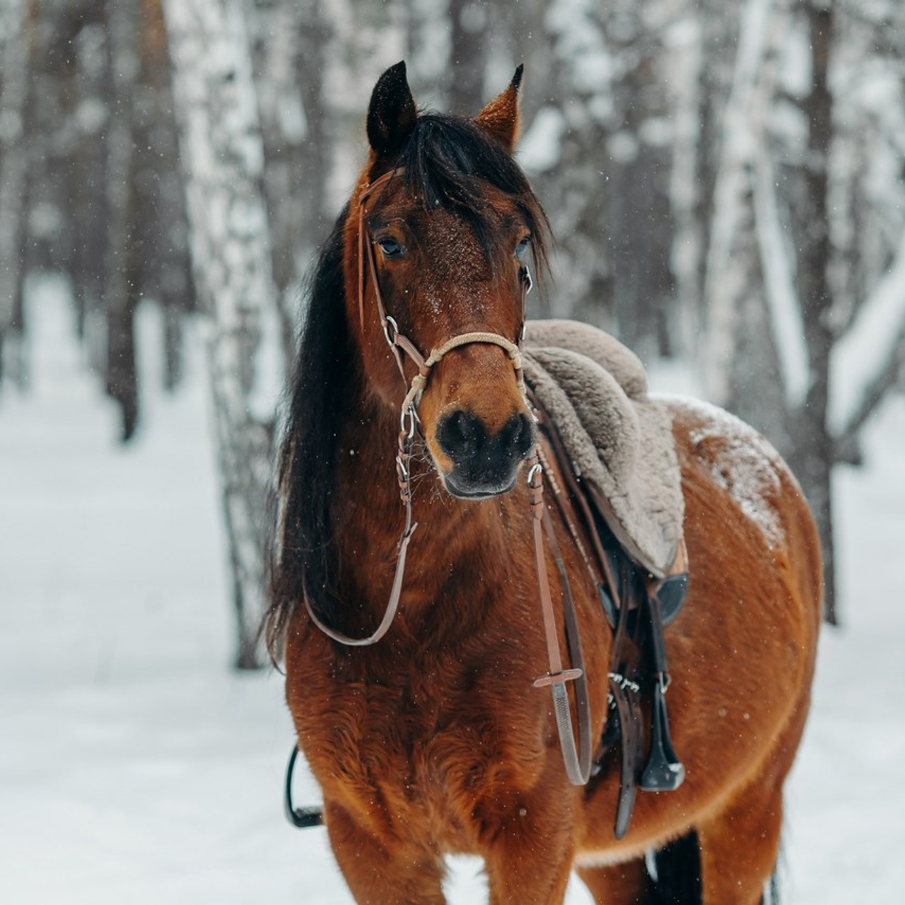 Отзывы. Анна Молчанова конный фотограф в Тюмени | фотосессии с лошадьми Тюмень