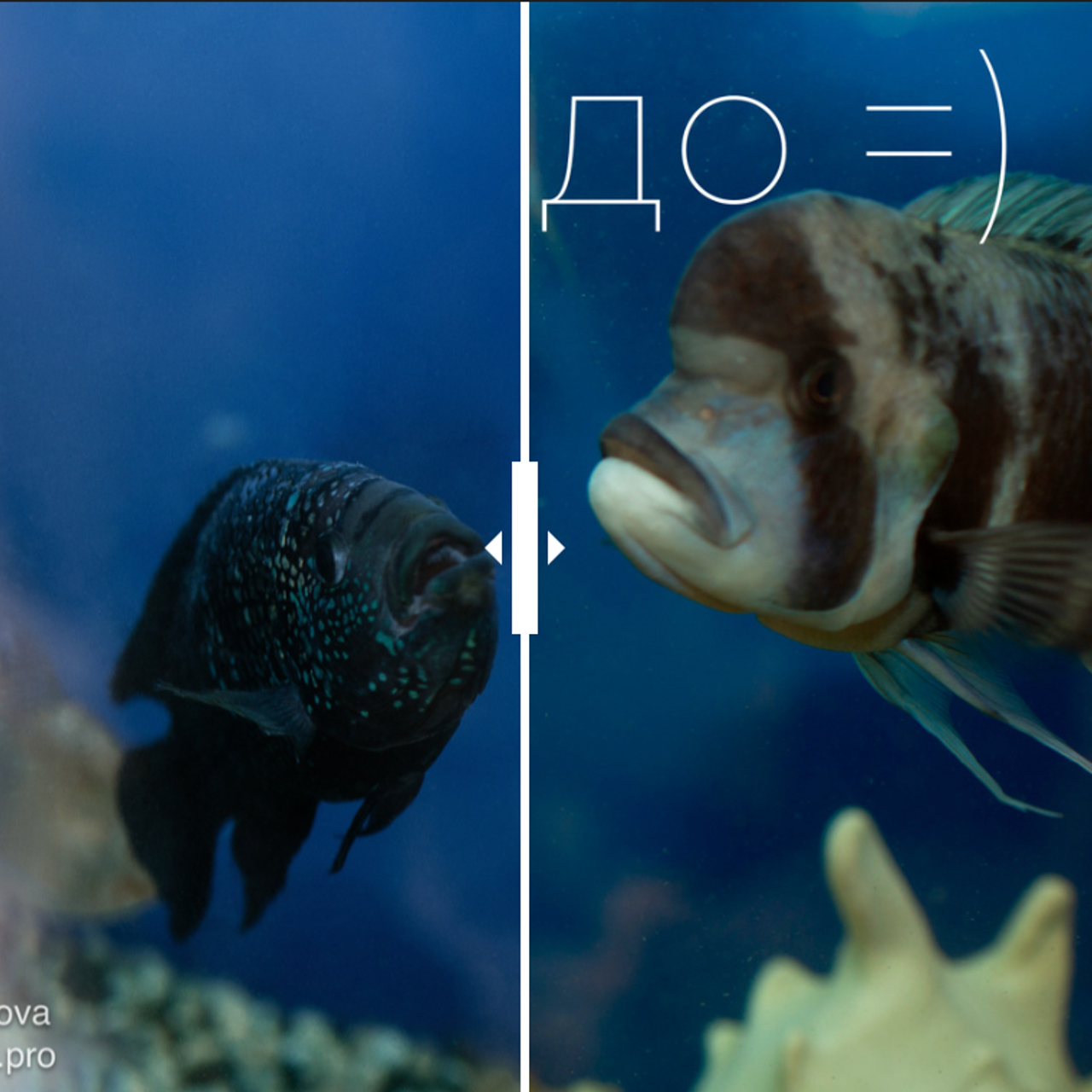 Страхи перед фотосъёмкой (или не важно перед чем, но они у нас иногда есть) и как перестать бояться камеры (и не только). Фотограф Светлана Петрова