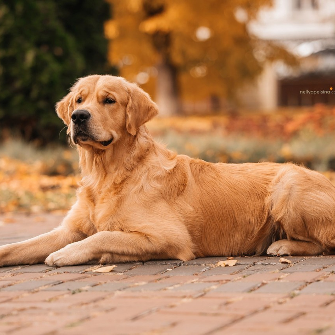 ОТЗЫВЫ. Фотограф Нелли Самойлова