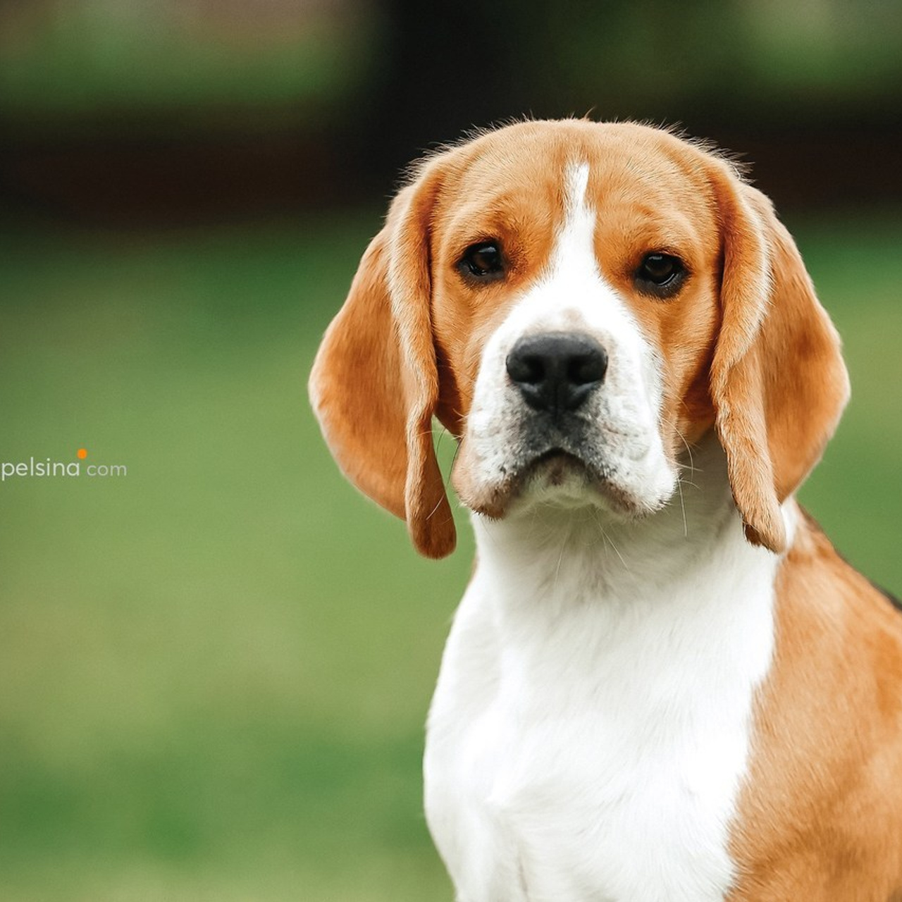 ОТЗЫВЫ. Фотограф Нелли Самойлова