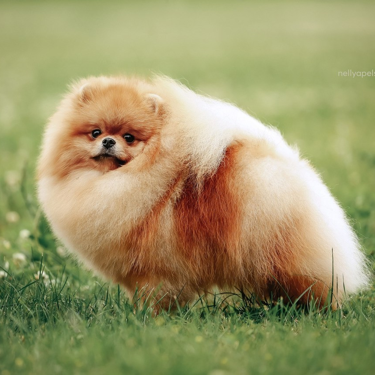 Фотограф Нелли Самойлова