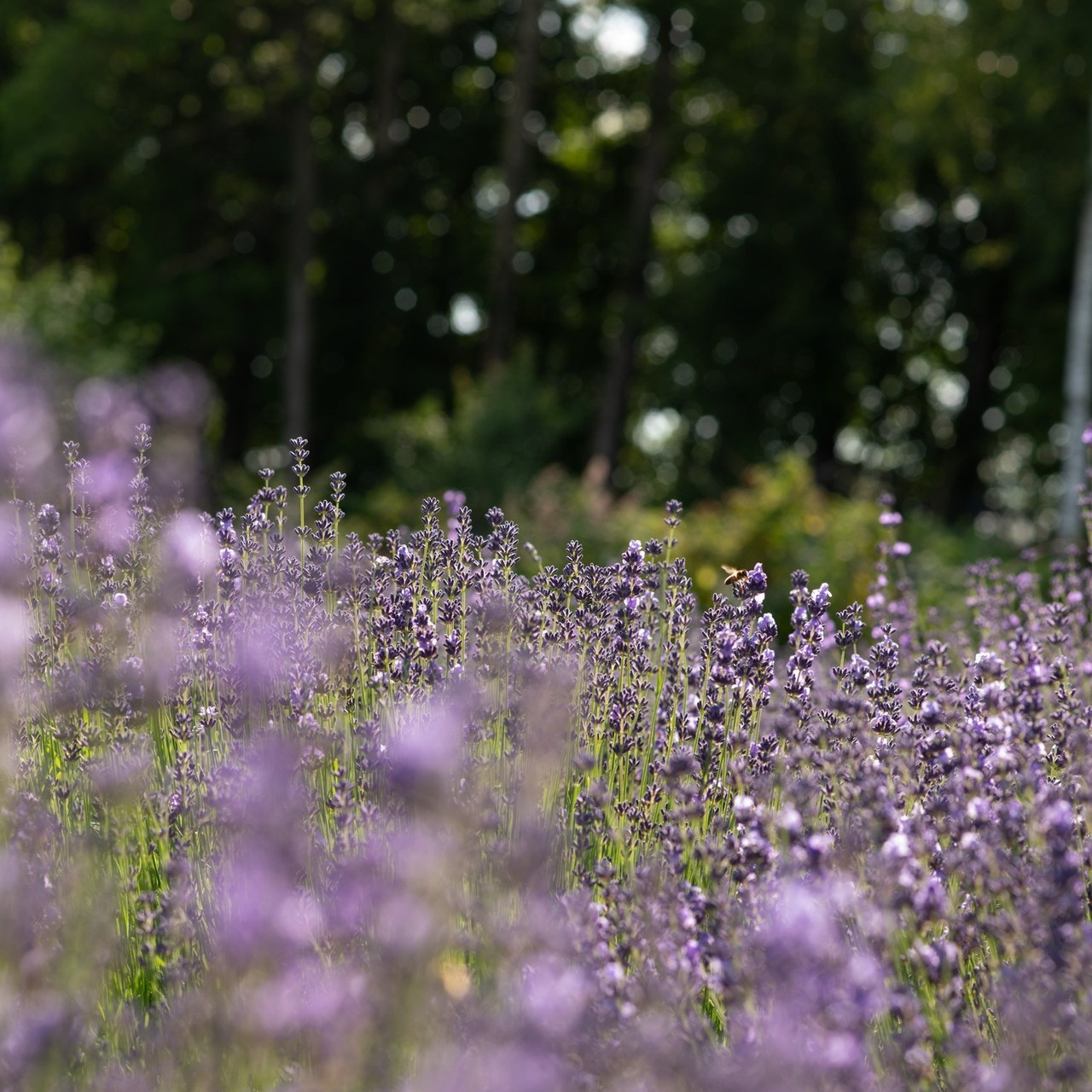 Отзывы. Фотосессия в белье и ню в Москве. Фотограф Нелля Ядовитая