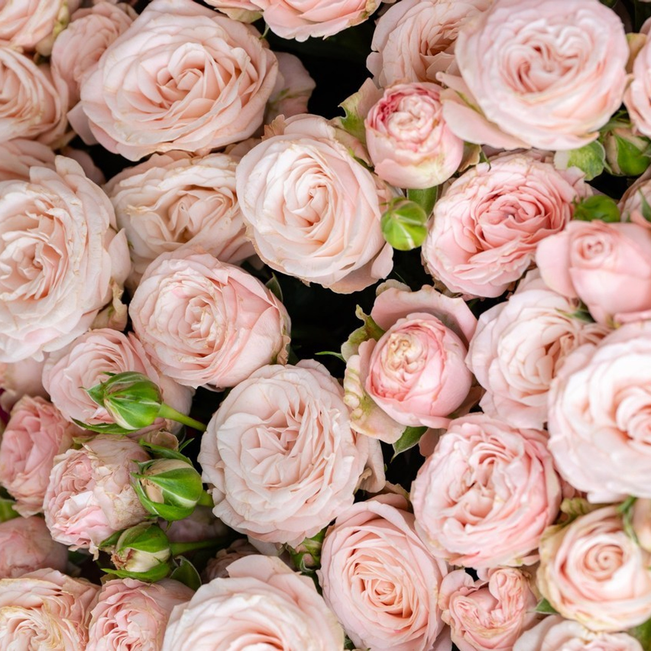 Отзывы. Фотосъемка выписки из роддома в Москве, заказать фотографа на выписку ньюборн съемка в роддоме newborn фотограф в Юдино